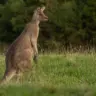 Australia Safari