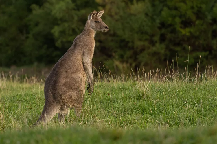 Australia Safari